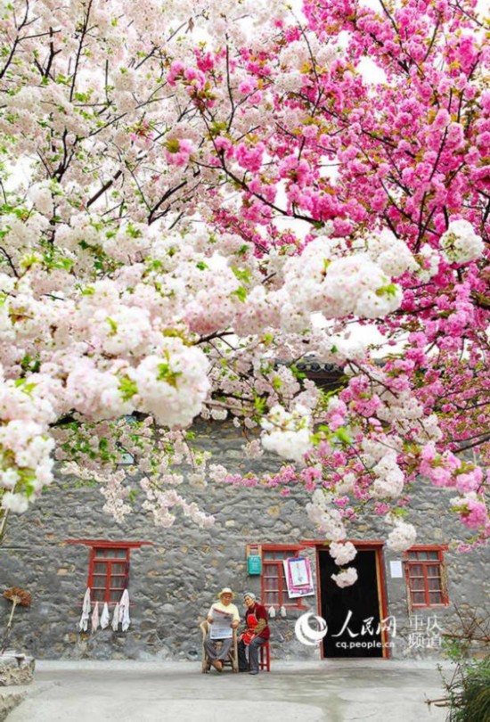 南川大观樱花节