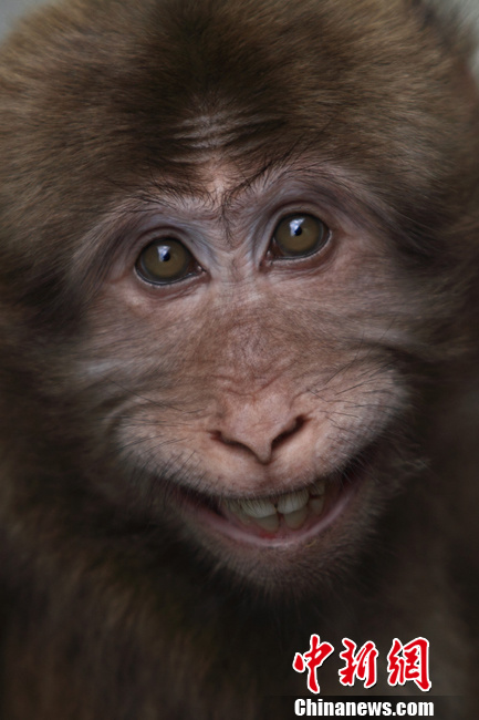 黄山短尾猴耍酷秀笑脸
